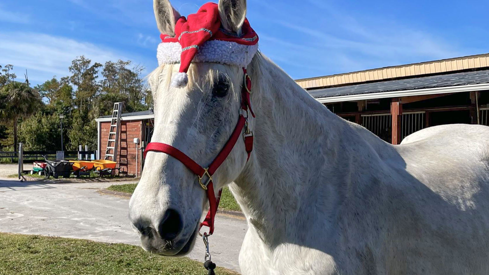Kids Can Enjoy the Great Outdoors at Spitfire Farm's Holiday Horse Camp