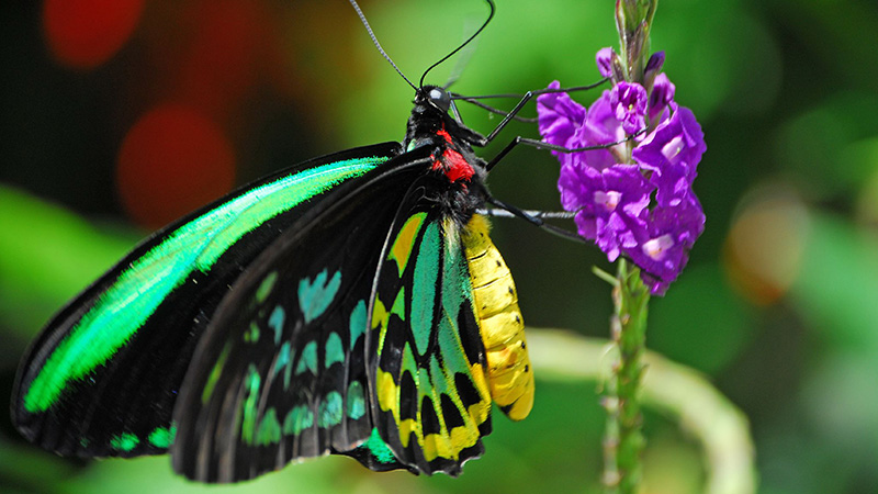 The Women's Club of Coconut Creek Hosts Self-Guided Butterfly Garden Tour