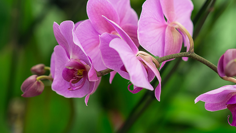 Orchid and Plant Festival Returns to the Sawgrass Nature Center