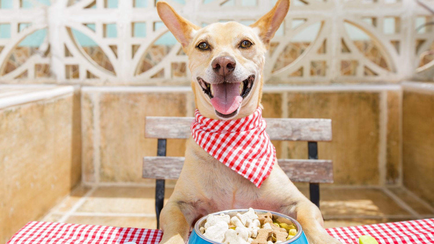 New Pet Pantry Helps Struggling Pet Owners Keep Their Furry Family Members Fed