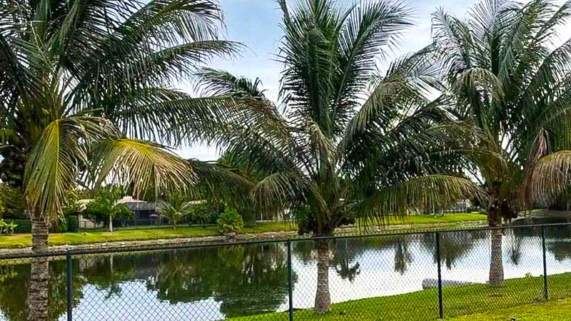 Keep Coral Springs Tree City USA: Resident says 'Leaf' our Trees Alone, Petition Against Proposed Removal