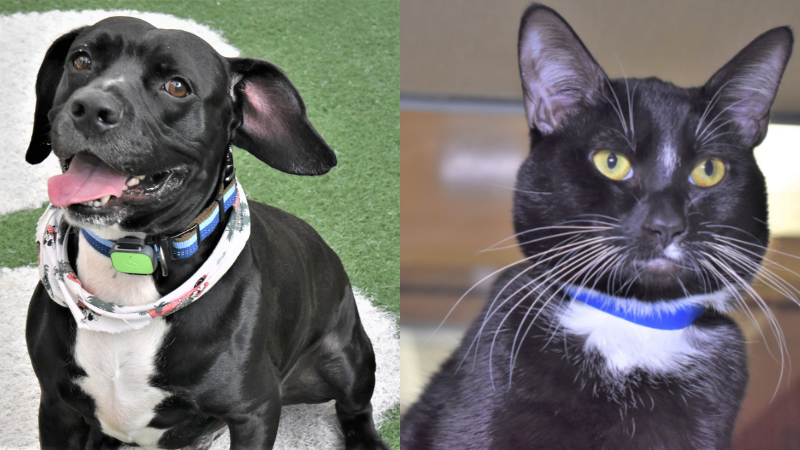 Adopt These Adorable Pets: Onyx and Toes Are Looking for Their Forever Homes at Humane Society of Broward County