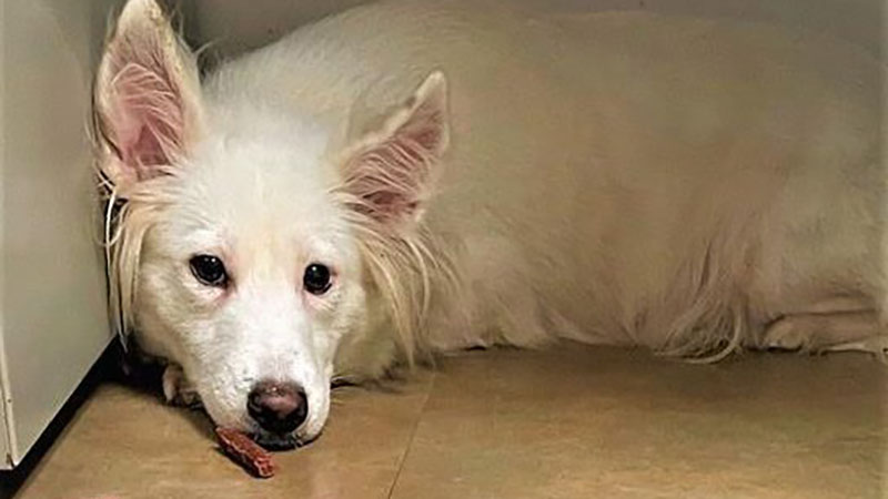 Dog of the Week: Survivor of Hoarding Case Seeks a Loving Home