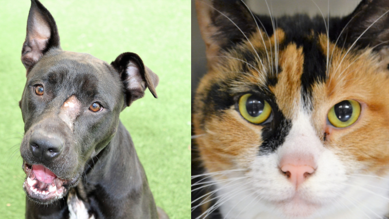 Duchess and Sasha are Looking for Forever Homes at the Humane Society of Broward County