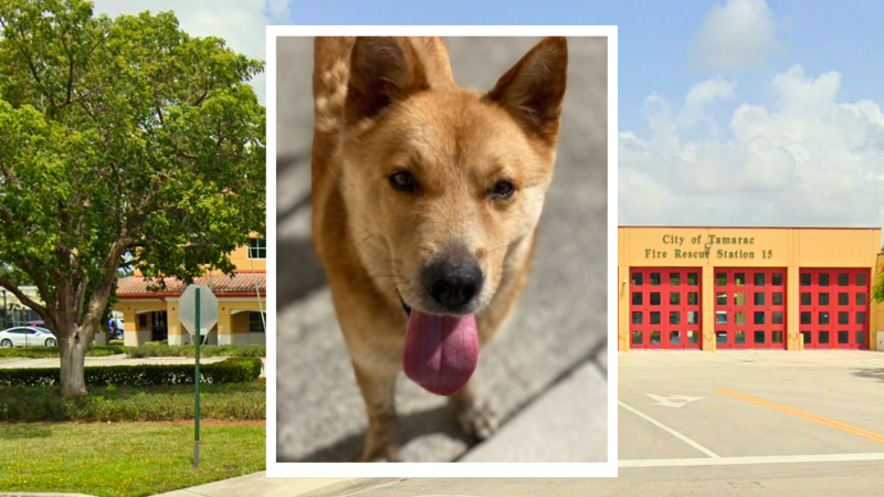 Rescued: Dog Abandoned at Tamarac Fire Station Gets Second Chance