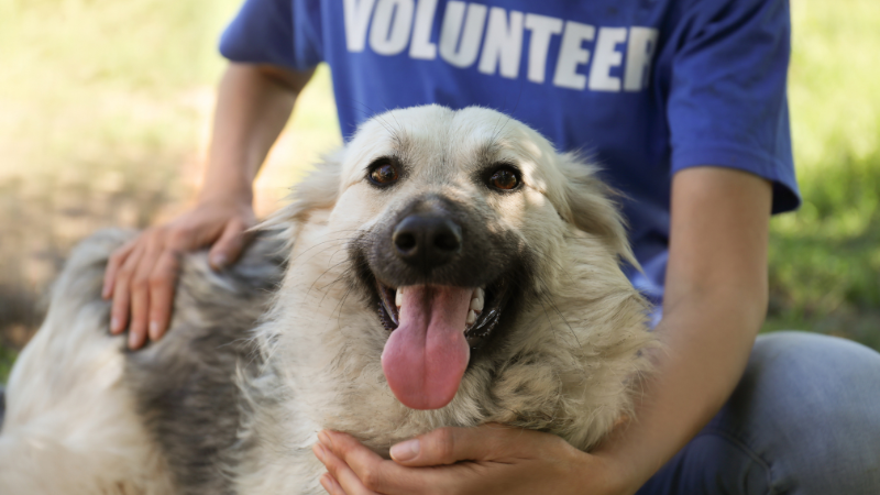 High Schoolers Can Earn Service Hours for Fostering Dogs