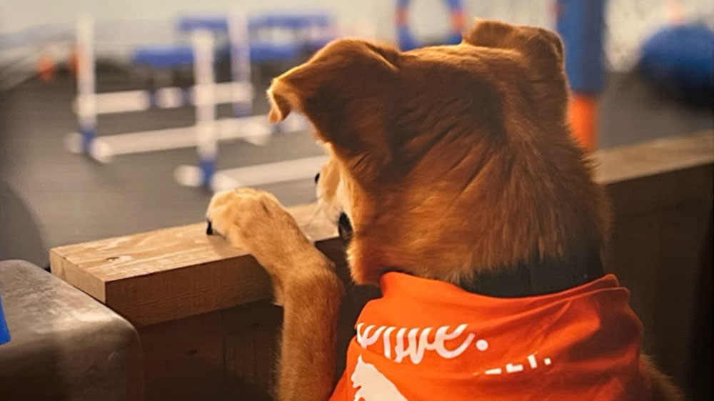 Zoom Room Dog Training Where Dogs and their Owners Bond While Having Fun