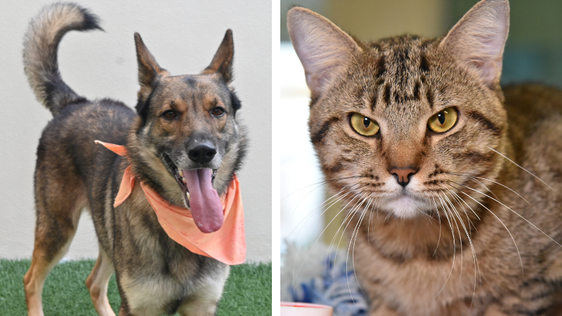 Bolt and Muffin at the Humane Society of Broward County Seeking Loving Homes