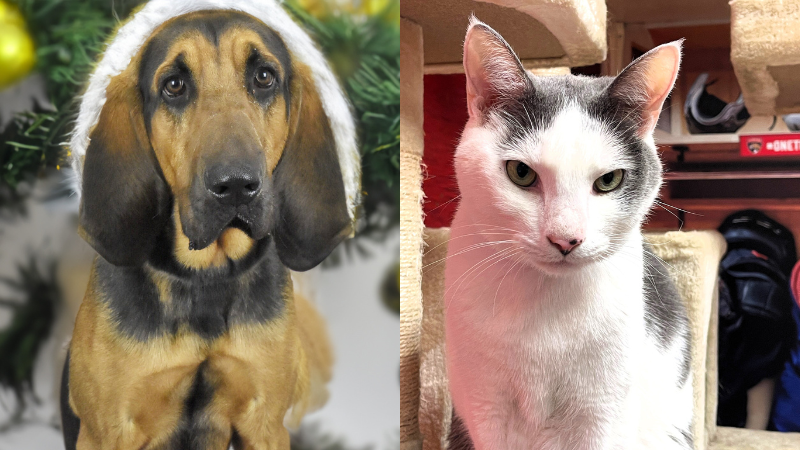 Meet Copper and Lil Grey: 2 Adorable Pets Looking for Their Forever Homes