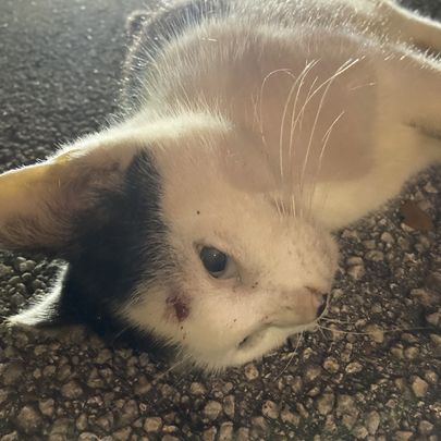 "These are Innocent Animals": Seven Cats Shot, Three Killed in Tamarac