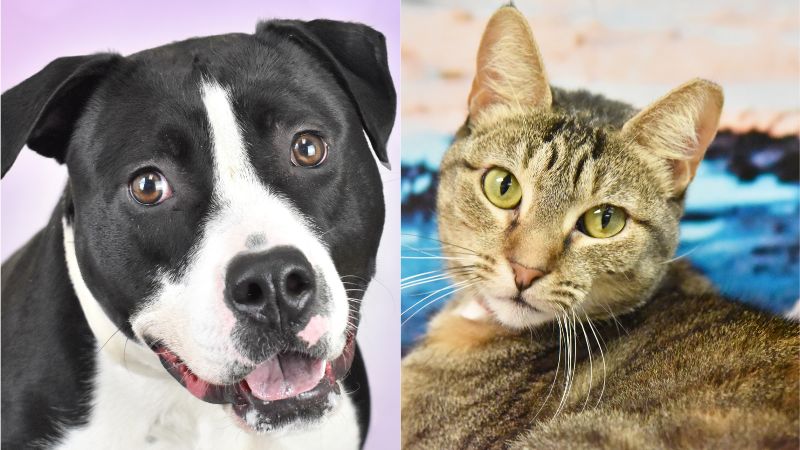 Adoption Alert: Meet Mr. Bubbles and Sage