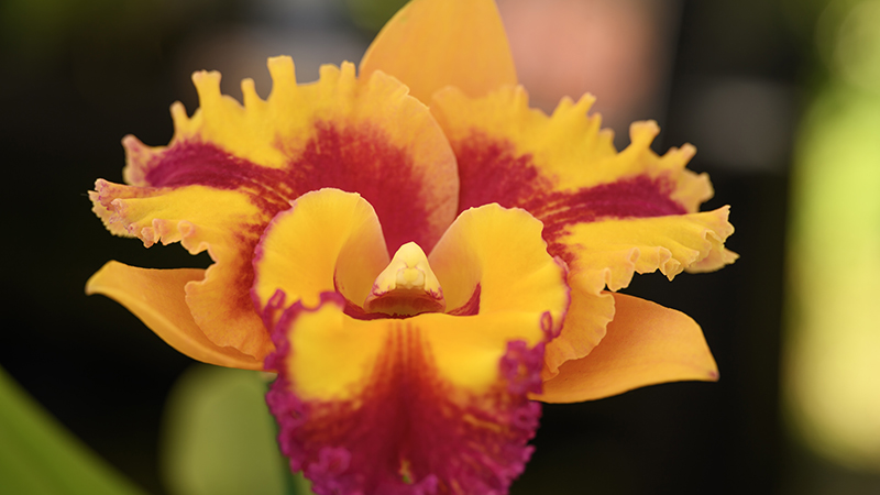 Register for Orchid Classes at Sawgrass Nature Center for Some Blooming Knowledge