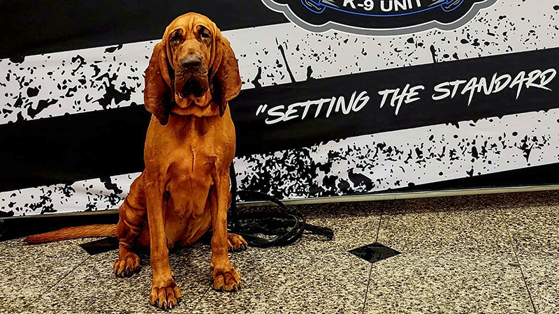 Beloved K-9, Deputy Bluey, Retires After Devastating Diagnosis