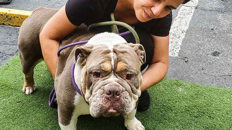 Animal Rescuer Kerry Giacomino Seeks Larger Shelter for United for Animals Rescue