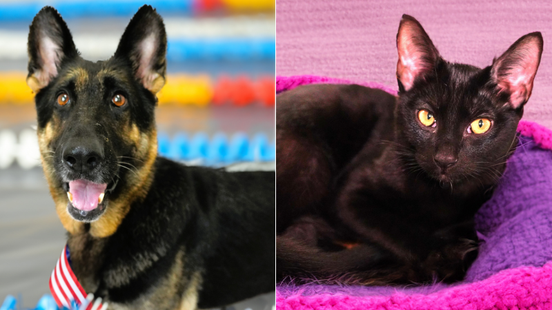 Adopt Your New Best Friend: Meet Chloe and Helaena