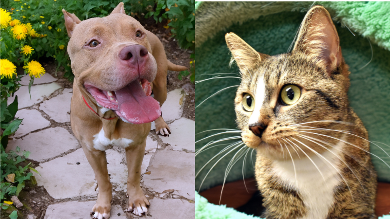 2 Pets in Need of Loving Homes: Meet Layla and Milan