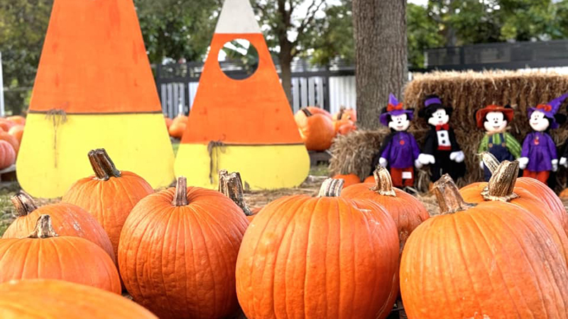 Join the Annual Cokesbury United Methodist Church Pumpkin Patch for Fall Fun