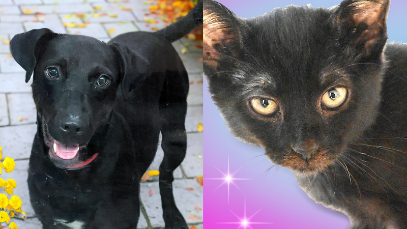  Zoey and Beyonce Looking for Forever Homes at Humane Society of Broward County