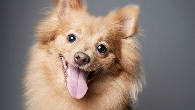 How Routine Wellness Checks at Scenthound Saved a Pomeranian's Life