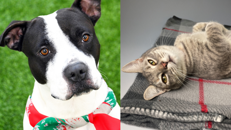 Gentle Dog and Shy Kitten Seek Loving Forever Homes at Broward County Humane Society